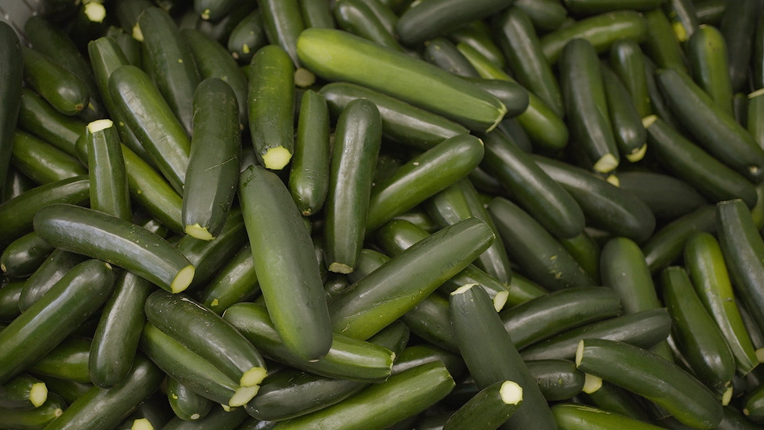 Zucchine Grigliate Nonno Gino 200g: Lavorate artigianalmente da coltivazioni Italiane - Nonno Gino